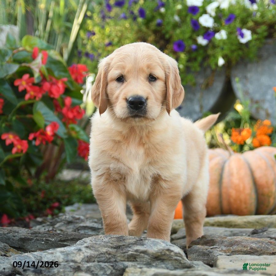 Golden Retriever dogs Cully - Ad 1