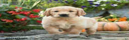 Golden Retriever dogs for sale: Cully - Ad 1