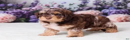 Mini Goldendoodle dogs for sale: Chief - Ad 2
