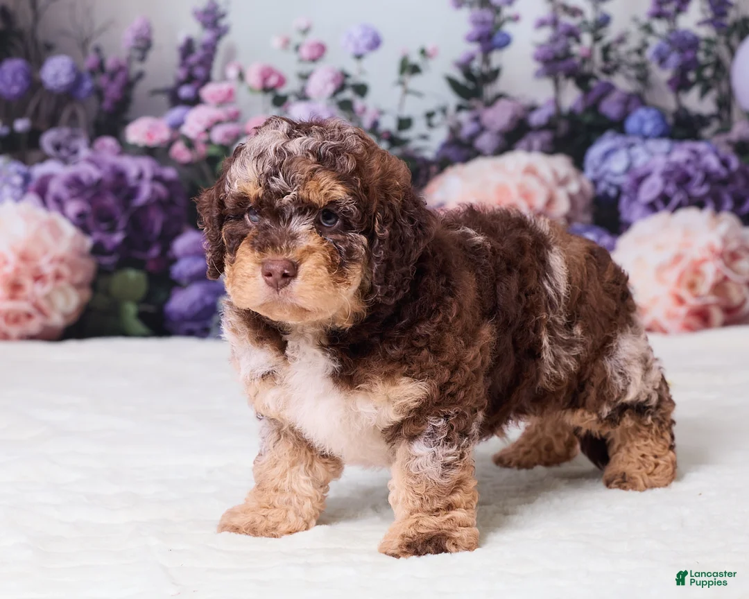 Mini Goldendoodle dogs for sale: Chief - Ad 2