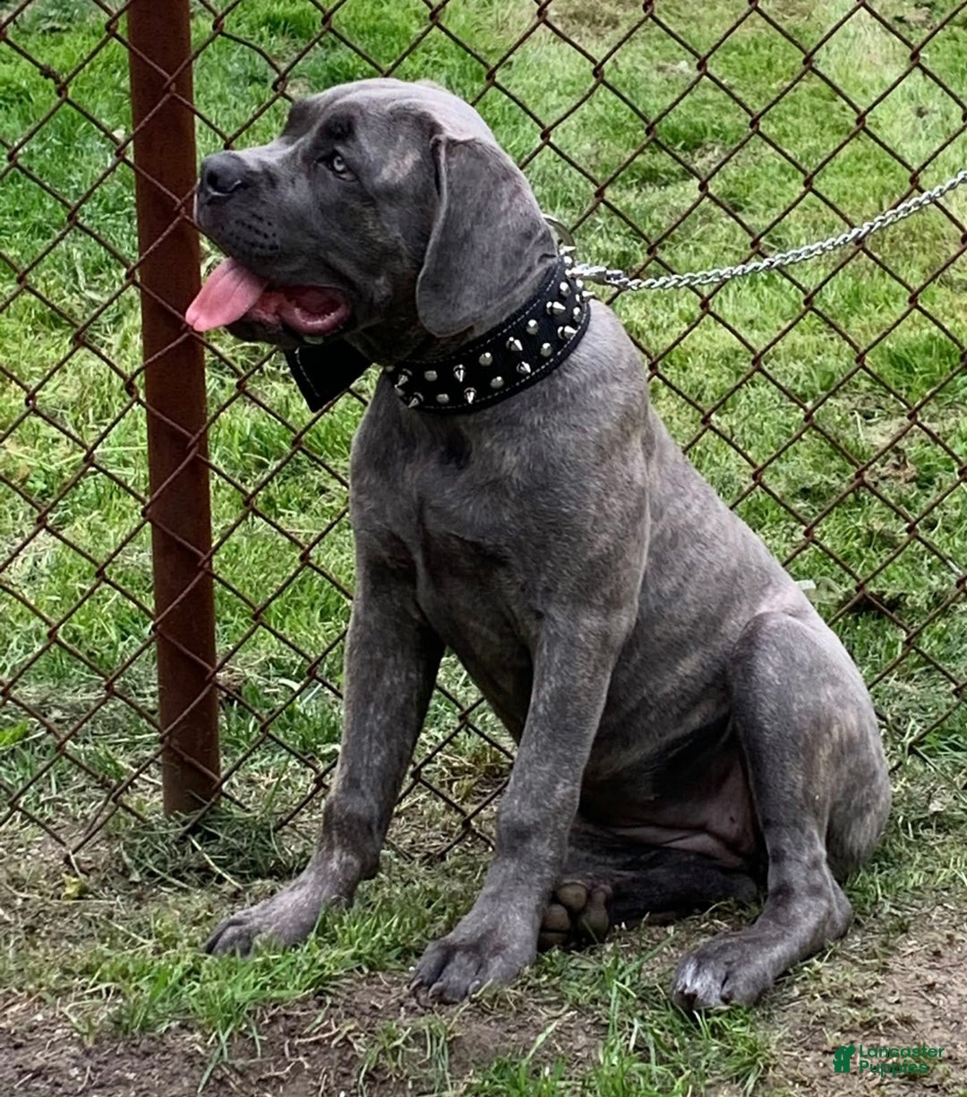 Cane Corso dogs for sale: Scruff  - Ad 7