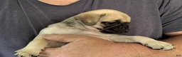 Pug dogs for sale: Logan - Ad 3