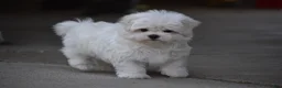 Maltese dogs for sale: Teddy - Ad 15