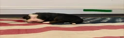 Bernese Mountain Dog dogs for sale: CamoGreen - Ad 9