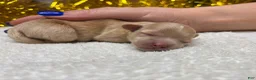 Maltipoo dogs for sale: Michelle - Ad 13