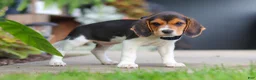 Beagle dogs for sale: Asher - Ad 4