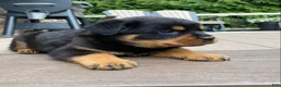 Rottweiler dogs for sale: Atlas - Ad 5