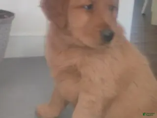 Golden Retriever dogs Tucker – “I’ll follow you anywhere.” - Ad 4