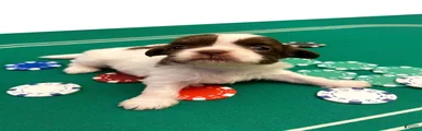 Shih Tzu 4