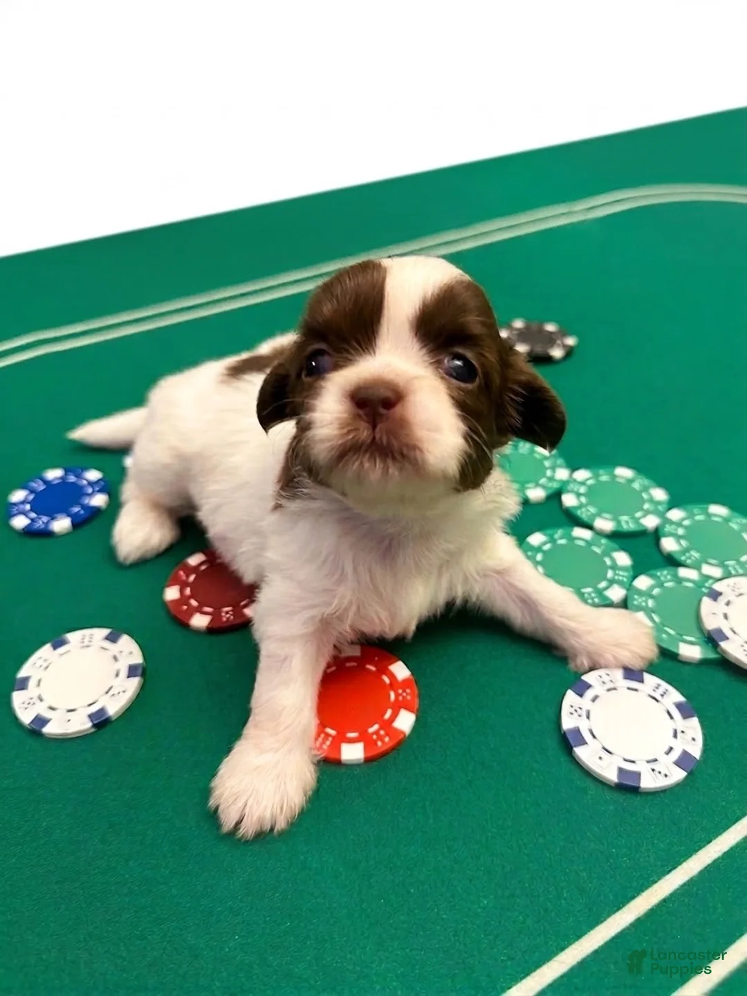 Shih Tzu dogs for sale: Shih Tzu 4 - Ad 1
