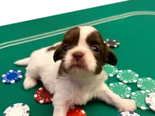 Shih Tzu dogs Lucky - Ad 26