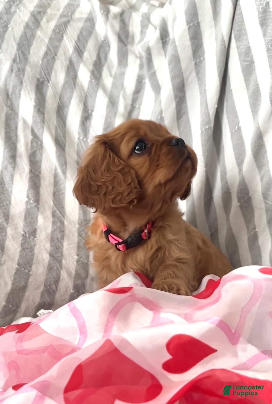 Cavalier King Charles Spaniel dogs for sale: Cavalier King Charles Spaniel Puppy 2 - Ad 1