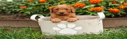 Goldendoodle dogs for sale: Cinnamon - Ad 12