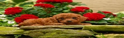 Miniature Poodle dogs for sale: Saltine - Ad 8