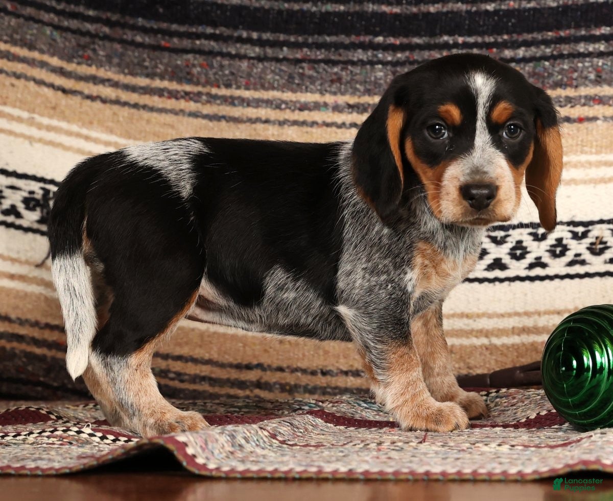 Beagle dogs Miracle - Ad 11