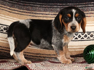 Beagle dogs Miracle - Ad 5