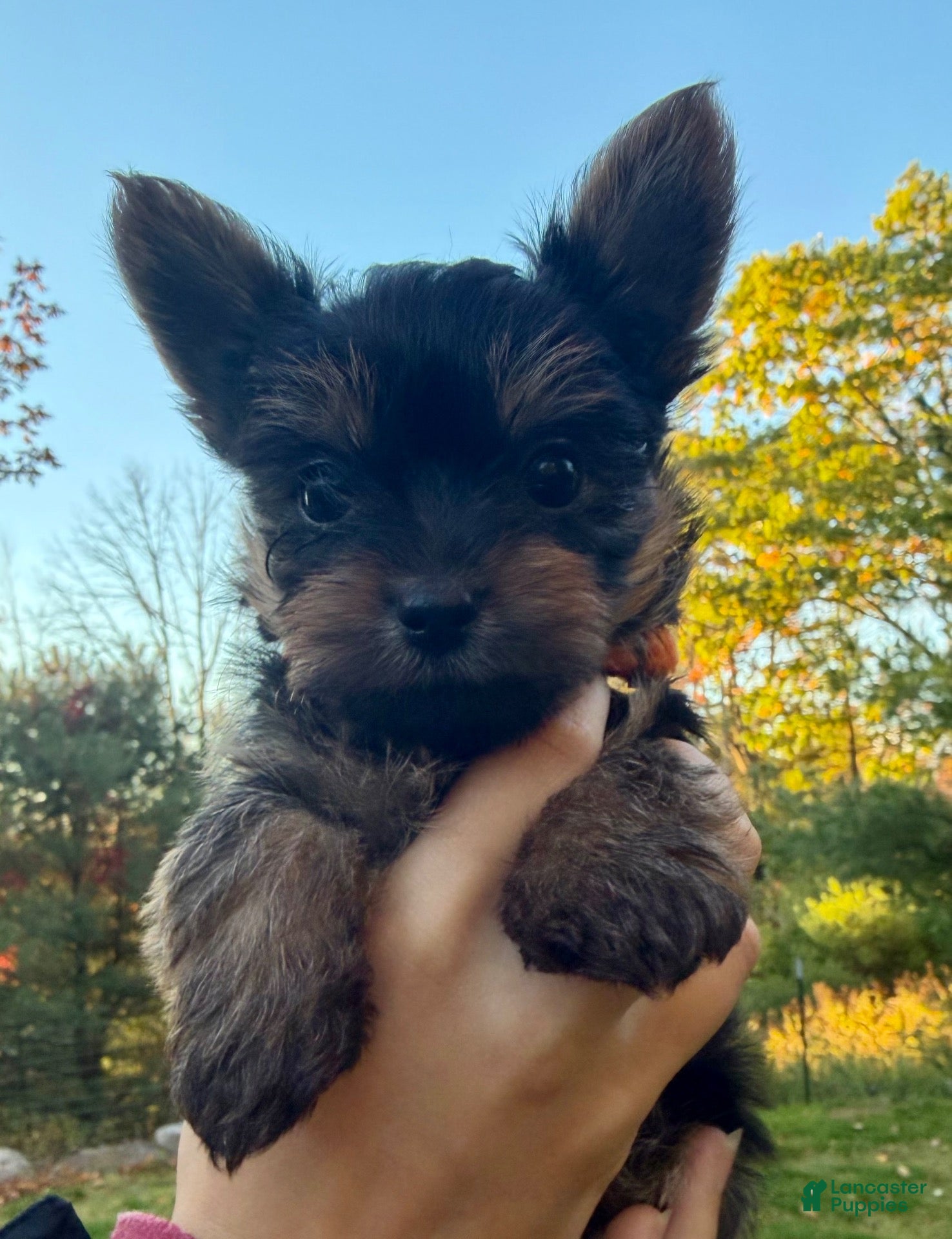 Yorkiepoo dogs for sale: Yorkiepoo 1 orange collar  - Ad 2