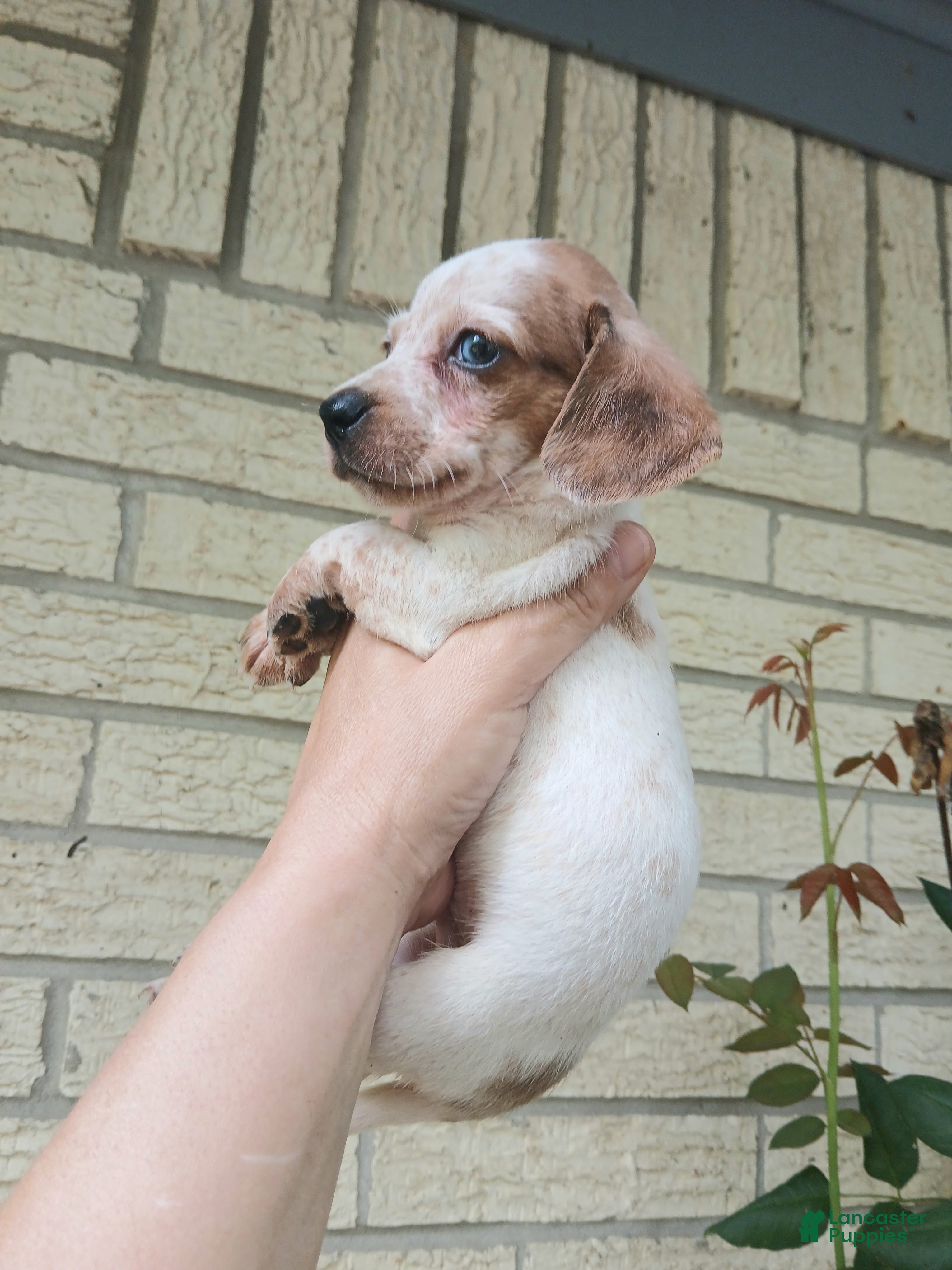 Miniature Dachshund dogs Sugar pies blue eyed white boy. Hand delivery  - Ad 34