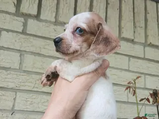 Miniature Dachshund dogs Sugar pies blue eyed white boy. Hand delivery - Ad 34