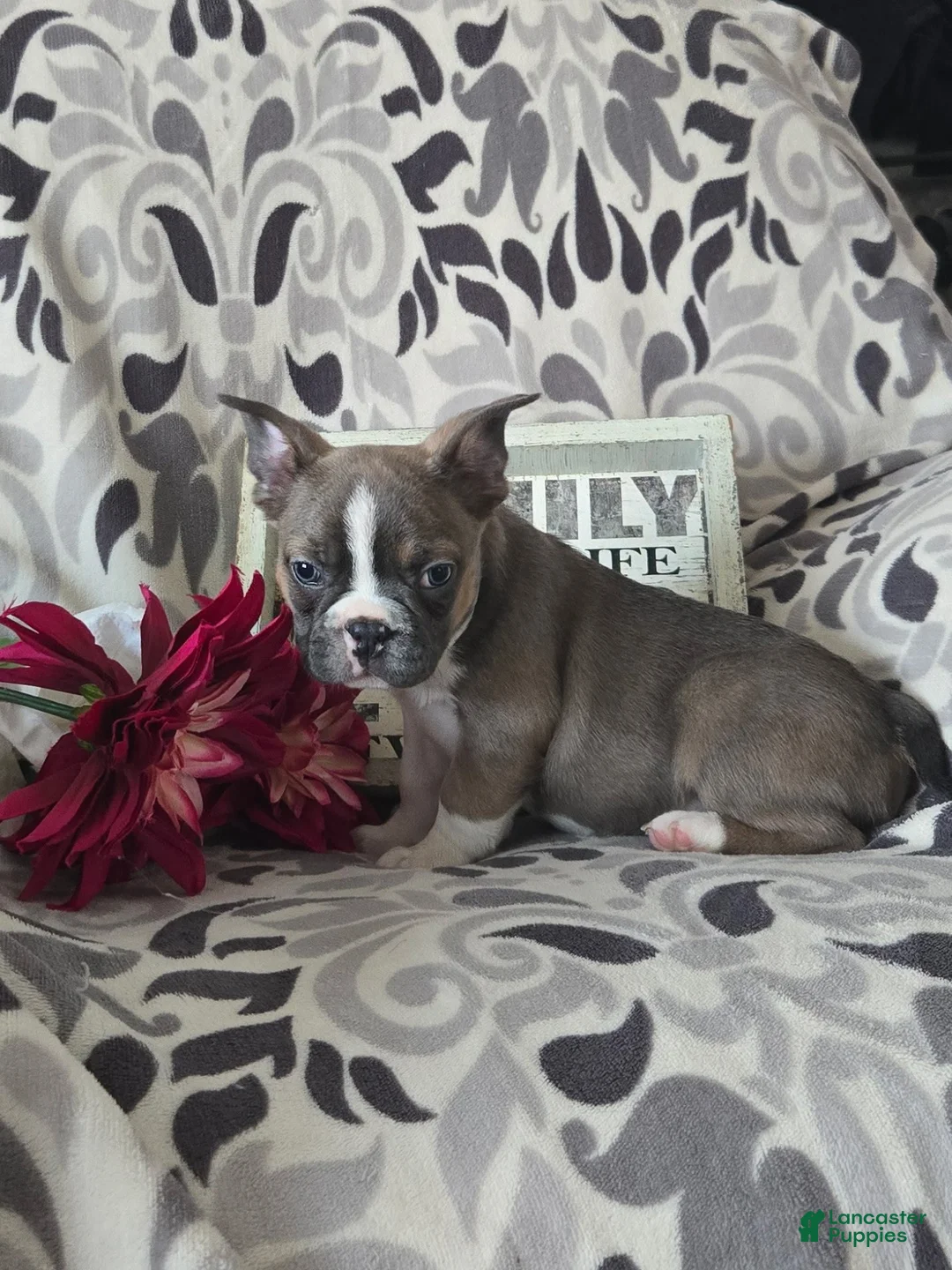 Frenchton dogs for sale: Bruiser - Ad 5