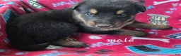 German Shepherd dogs for sale: German Shepherd 1 - Ad 2