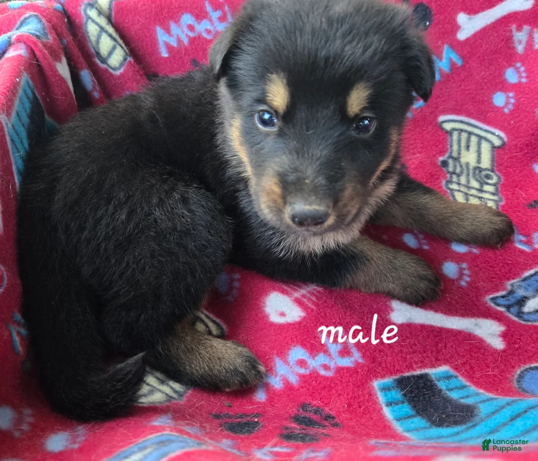German Shepherd dogs for sale: German Shepherd 1 - Ad 2