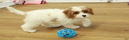 Cavapoo dogs for sale: Maggie - Ad 9