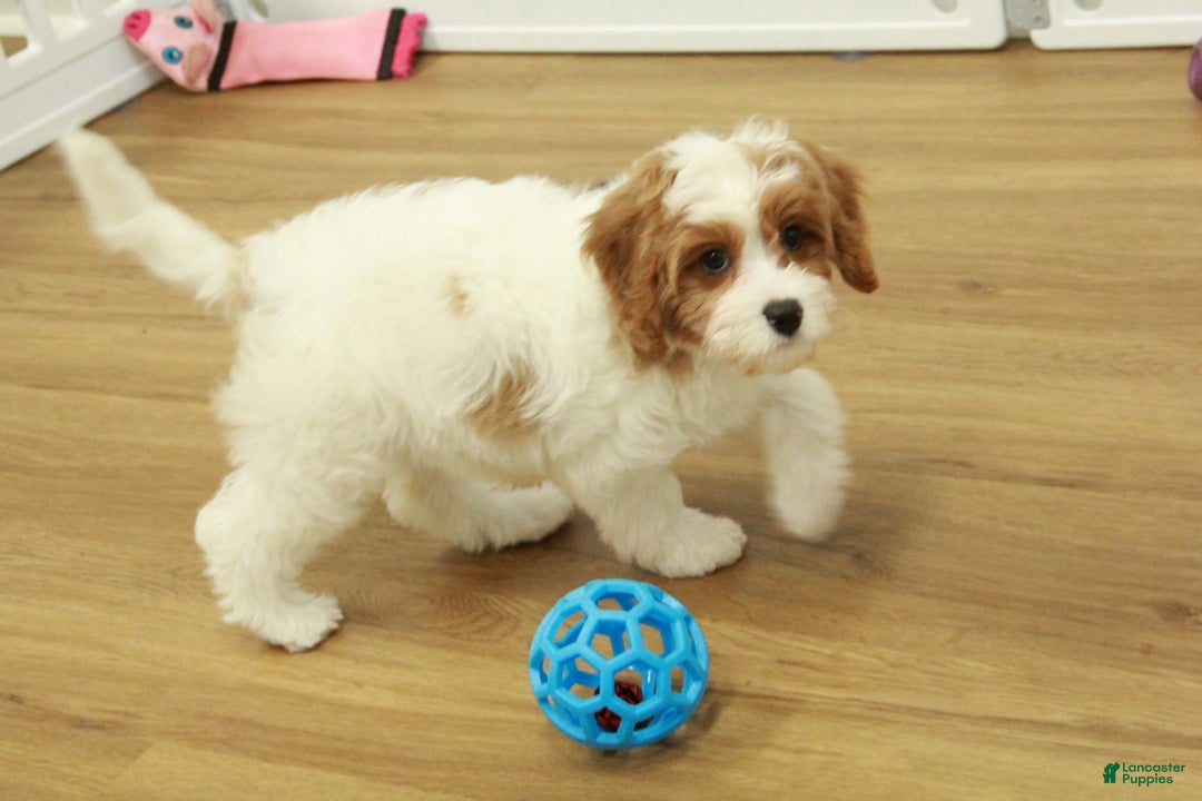 Cavapoo dogs for sale: Maggie - Ad 9