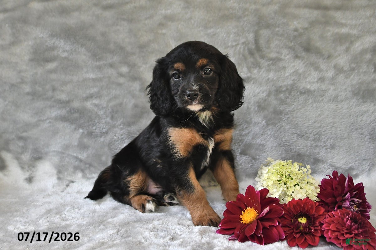 Cavapoo dogs for sale: Kenny - Ad 1