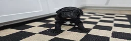 Standard Poodle dogs for sale: Darth Vader - Ad 7