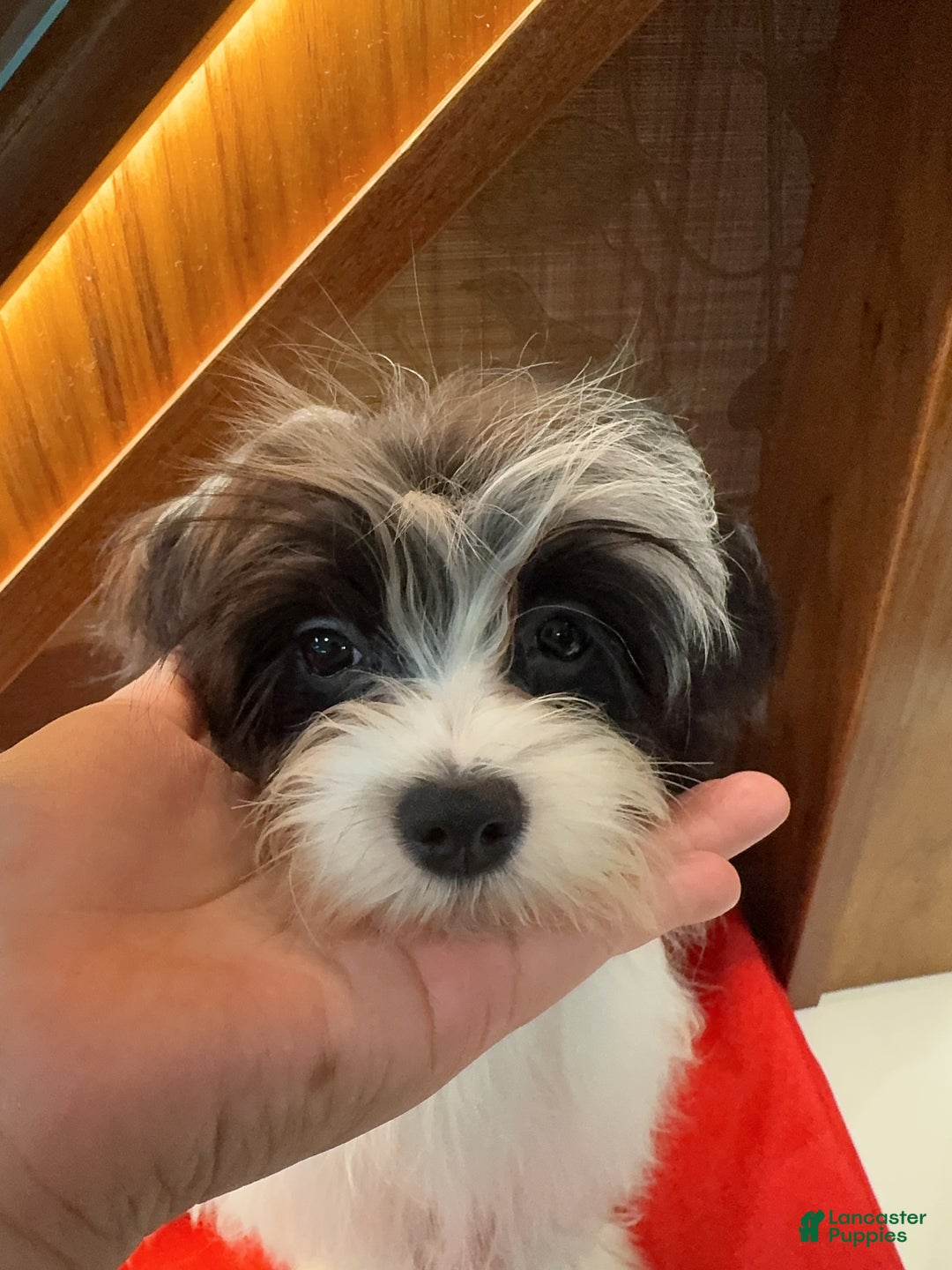 Morkie dogs for sale: Helen - Ad 5