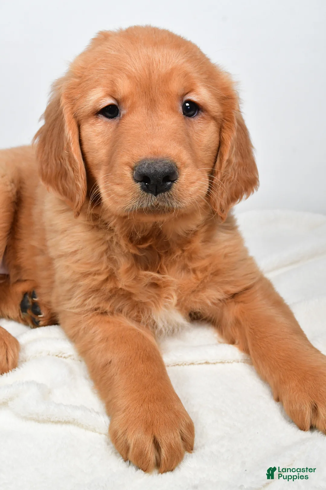 Golden Retriever dogs for sale: Annabelle - Ad 7