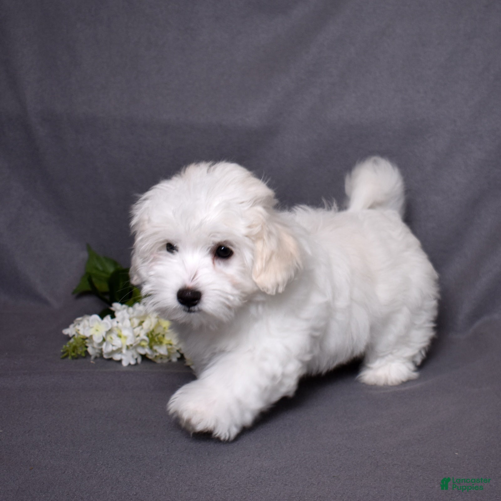 Coton De Tulear dogs Peppermint  - Ad 2