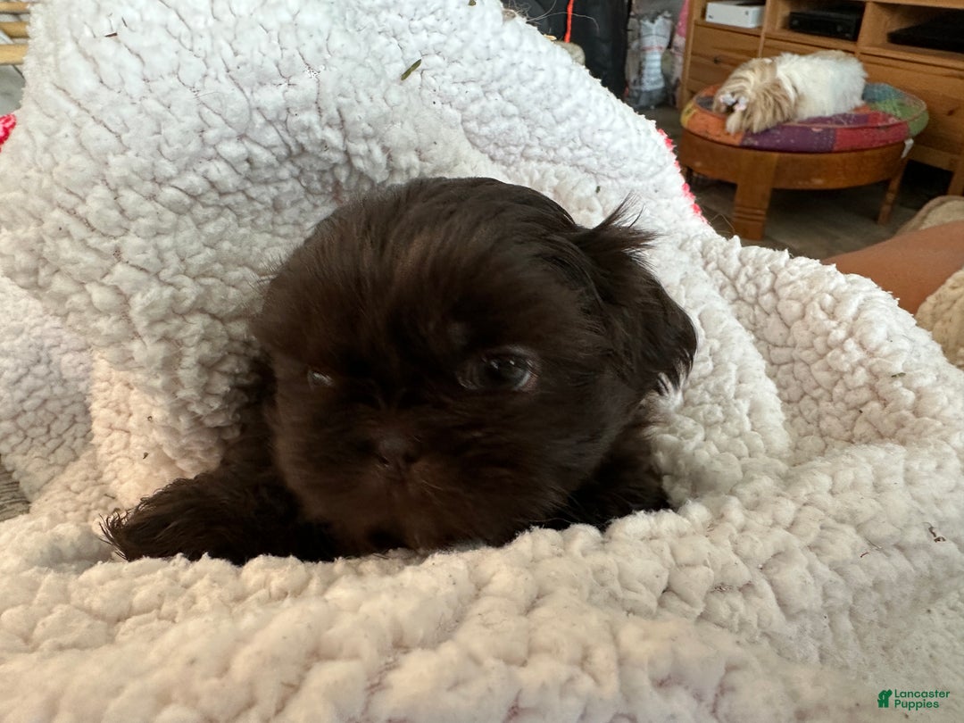 Dark Brown Shih Tzu Shih Tzu Litter Of Puppies For Sale In Orlando