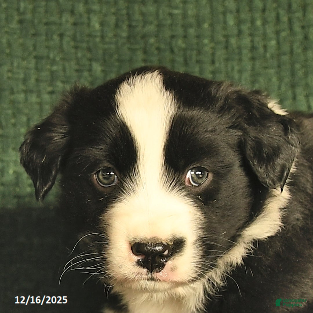 Australian Shepherd dogs for sale: Josh  - Ad 5