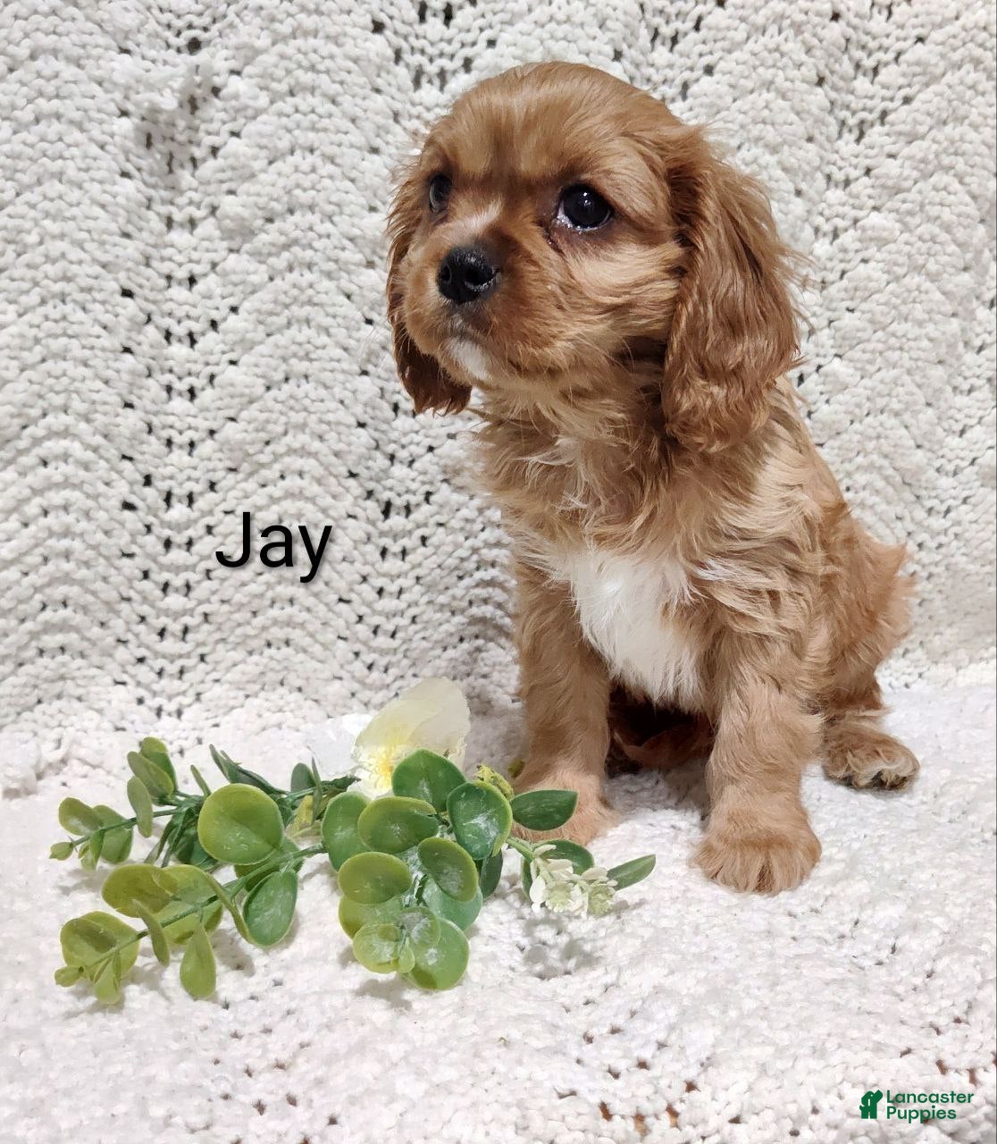 Cavalier King Charles Spaniel dogs Jay - Ad 2