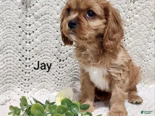 Cavalier King Charles Spaniel dogs Jay - Ad 2