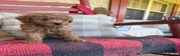 Mixed Breed dogs for sale: Taco - Ad 3