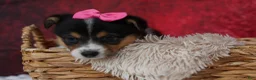 Welsh Corgi Pembroke dogs for sale: Annabelle🎀 - Ad 8