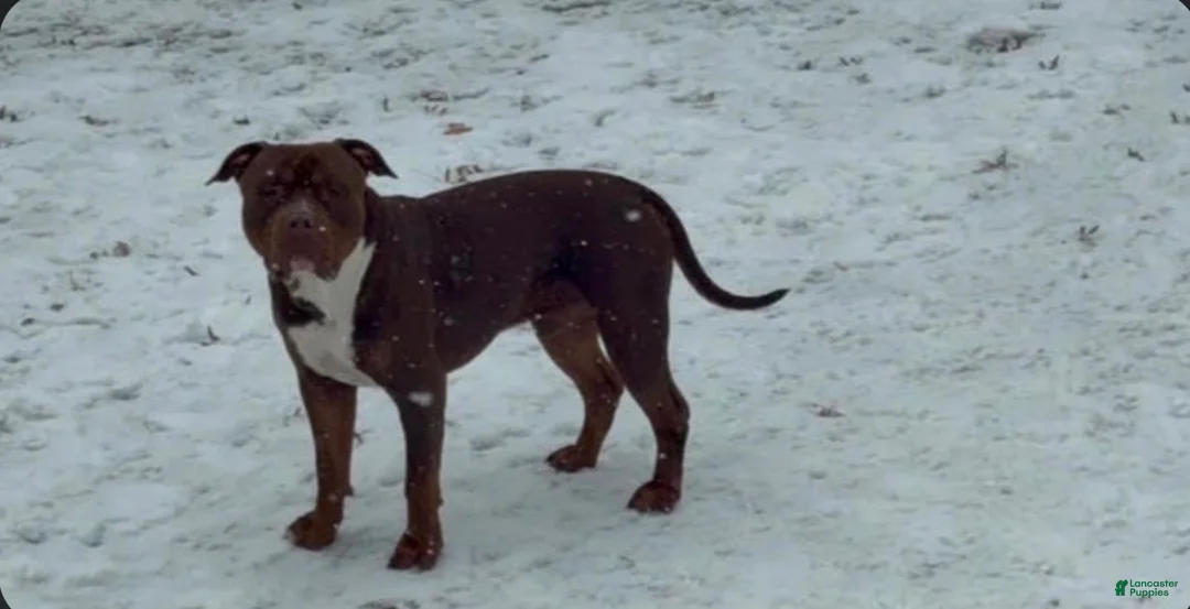 American Bully dogs for sale: American Bully 7 - Ad 8