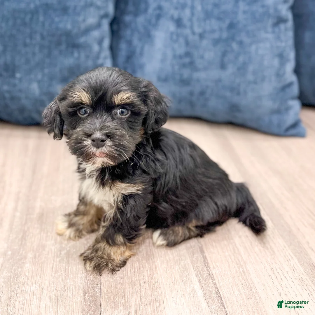 Havanese dogs for sale: Hudson - Ad 4