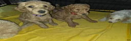 Labradoodle dogs for sale: Labradoodle 1 - Ad 1