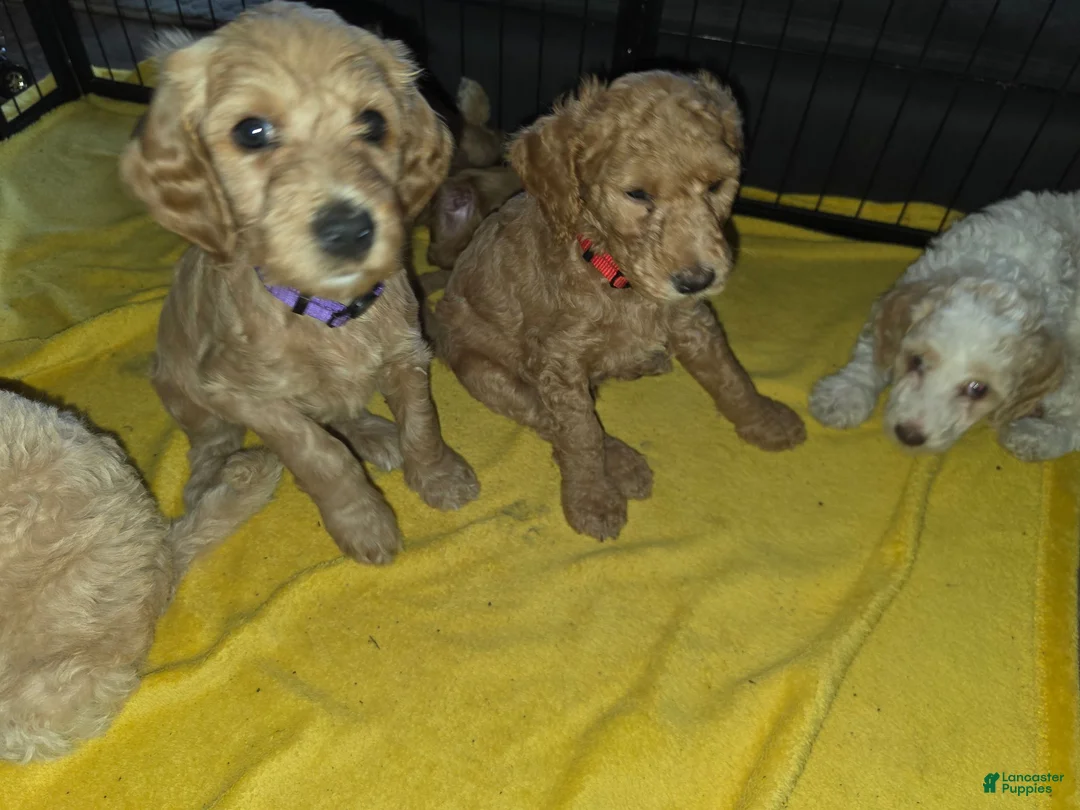 Labradoodle dogs for sale: Labradoodle 1 - Ad 1