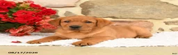 Labrador Retriever dogs for sale: Bambi - Ad 3