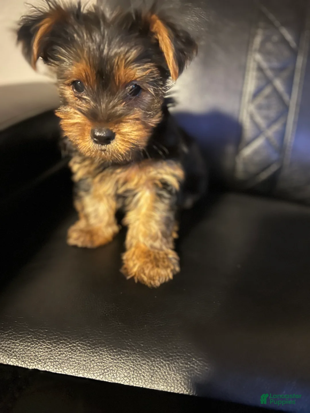 Yorkshire Terrier dogs for sale: Yorkshire Terrier Puppy 1 - Ad 2
