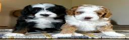 Mixed Breed dogs for sale: Tricolor Micro Bernedoodle - Ad 6