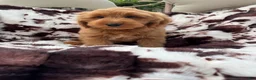 Mini Goldendoodle dogs for sale: Tanner - Ad 1