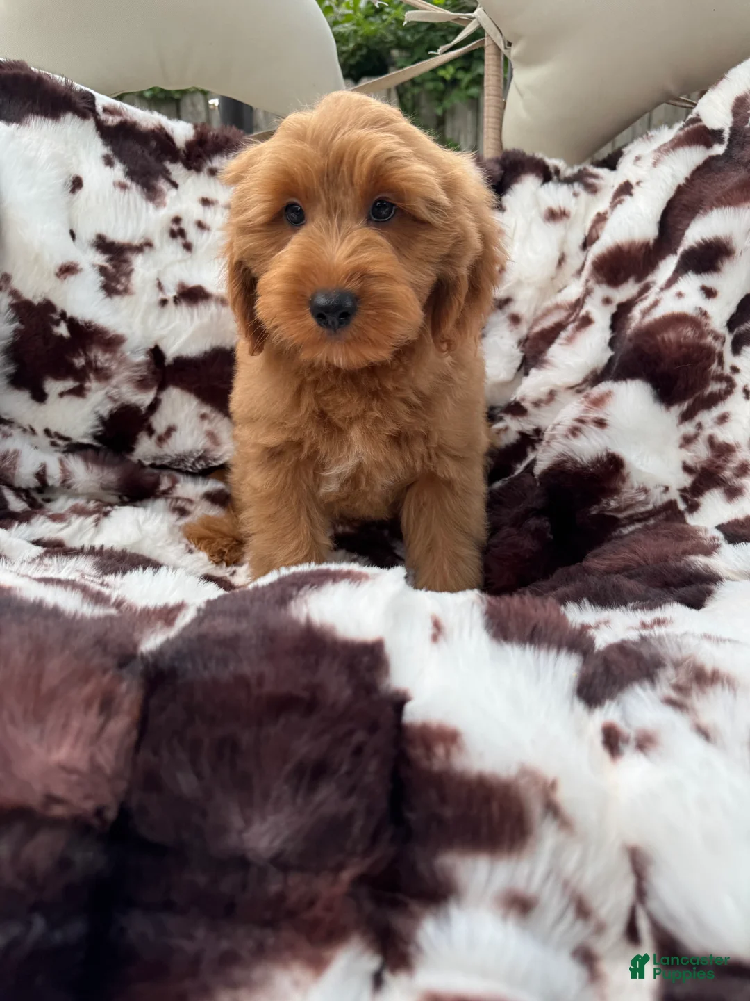 Mini Goldendoodle dogs for sale: Tanner - Ad 1
