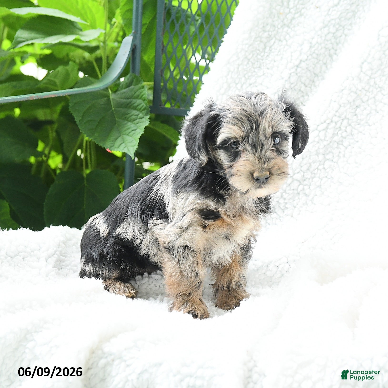 Yorkiepoo dogs Malani - Ad 2