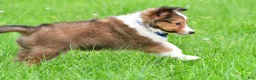 Shetland Sheepdog dogs for sale: Kevin - Ad 16